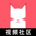 猫咪视频精品版